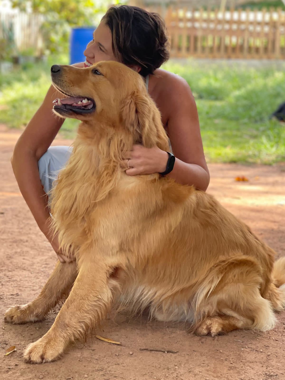 canil golden Alcantara - Animais - Compra e Venda - São Paulo, SP canil golden Alcantara - Animais - Compra e Venda - São Paulo, SP